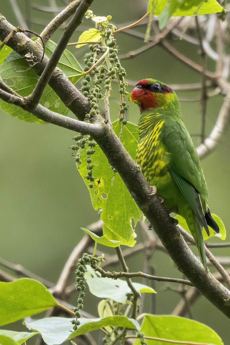 Mindanao Lorikeet - ML636914968