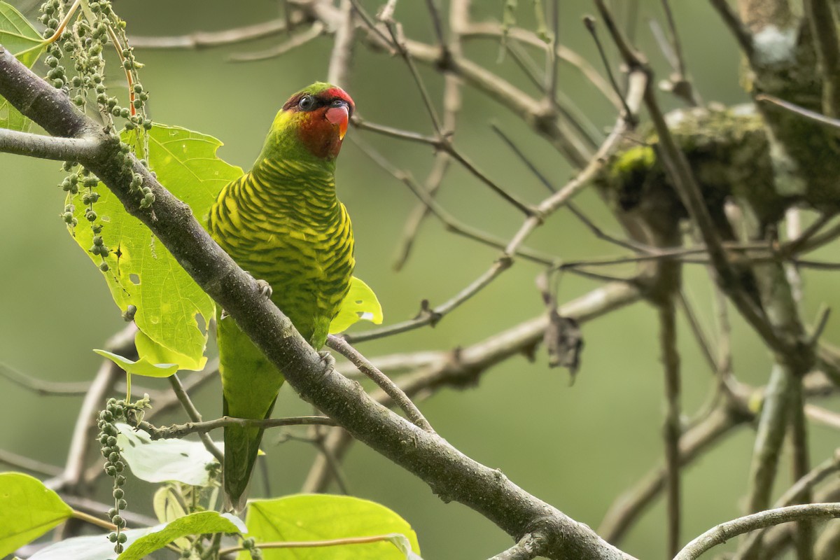 Mindanao Lorikeet - ML636915000