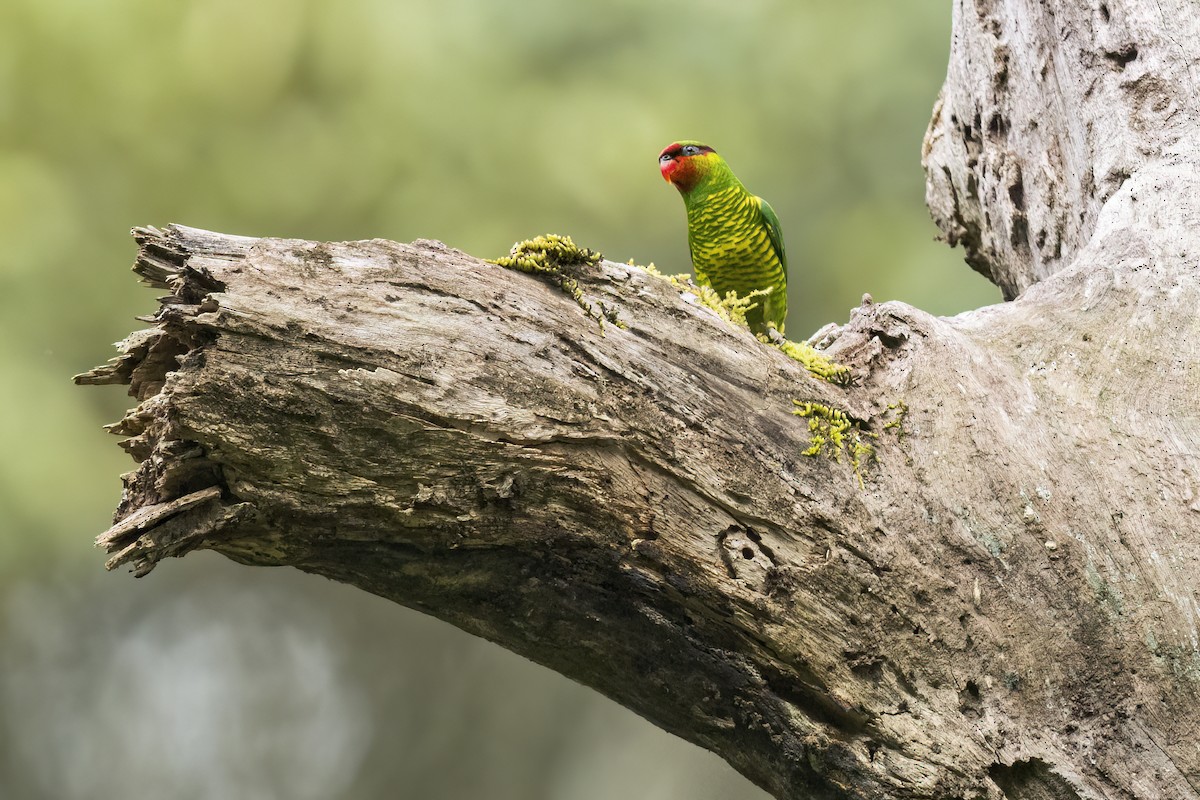 Mindanao Lorikeet - ML636915024