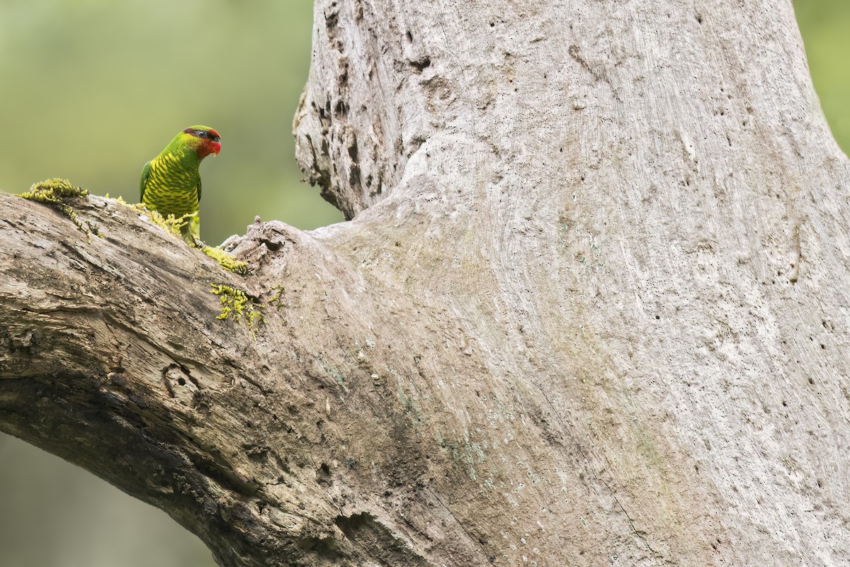 Mindanao Lorikeet - ML636915043