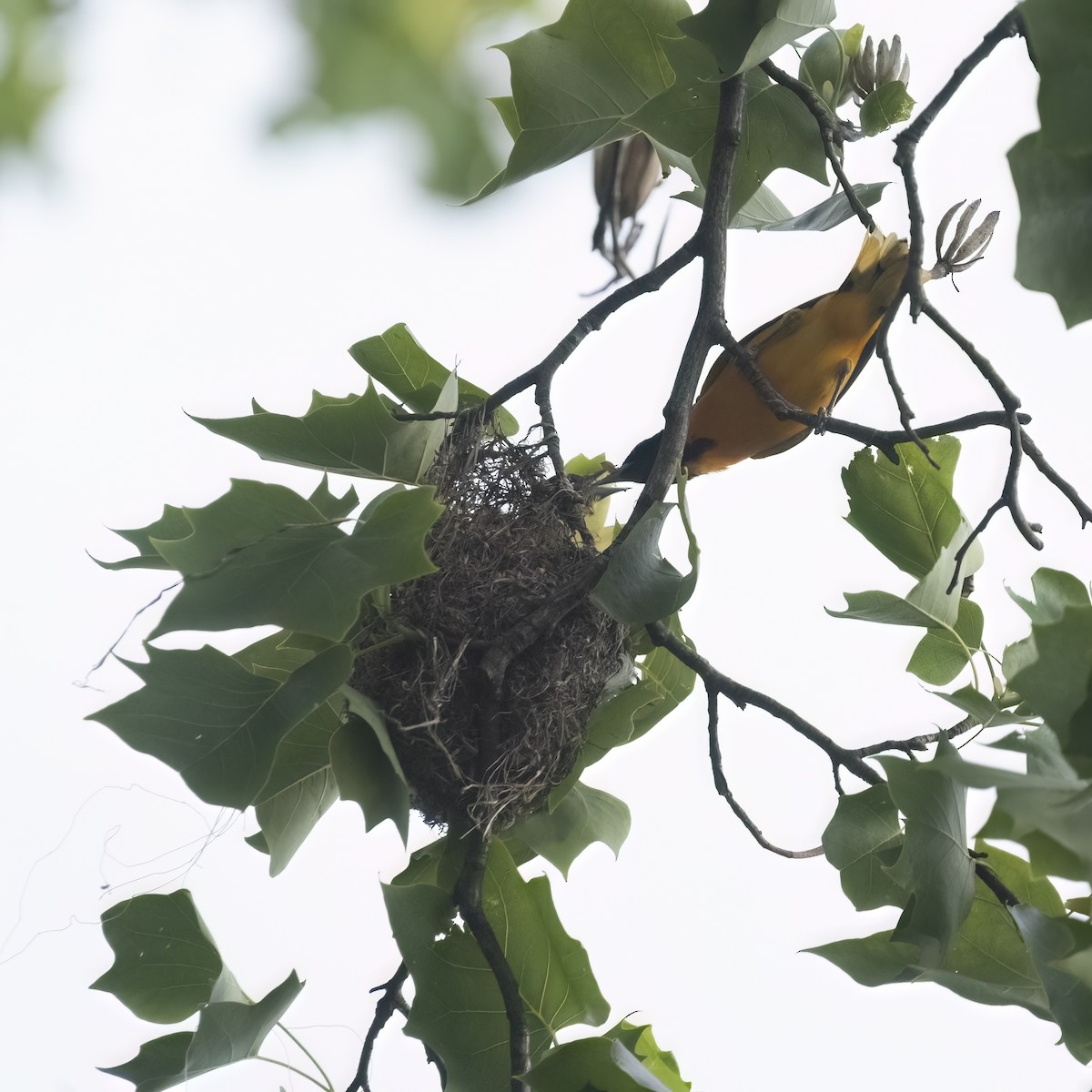 Baltimore Oriole - ML636915066