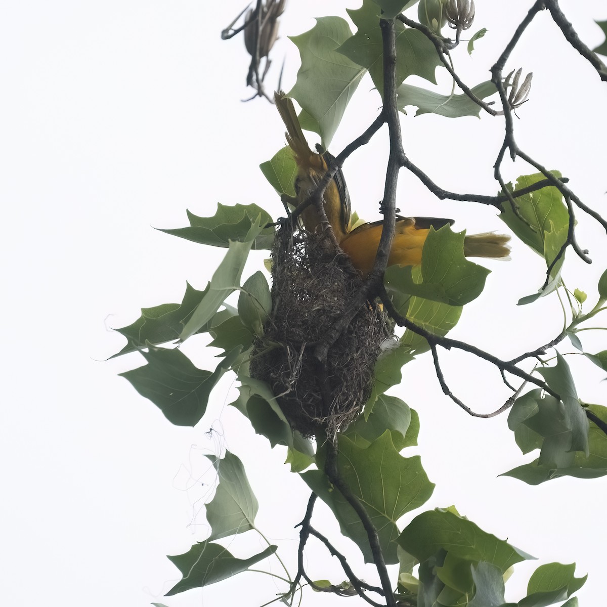 Baltimore Oriole - ML636915067