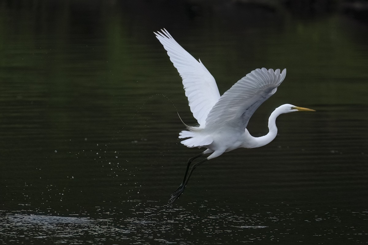 Great Egret - ML636915075