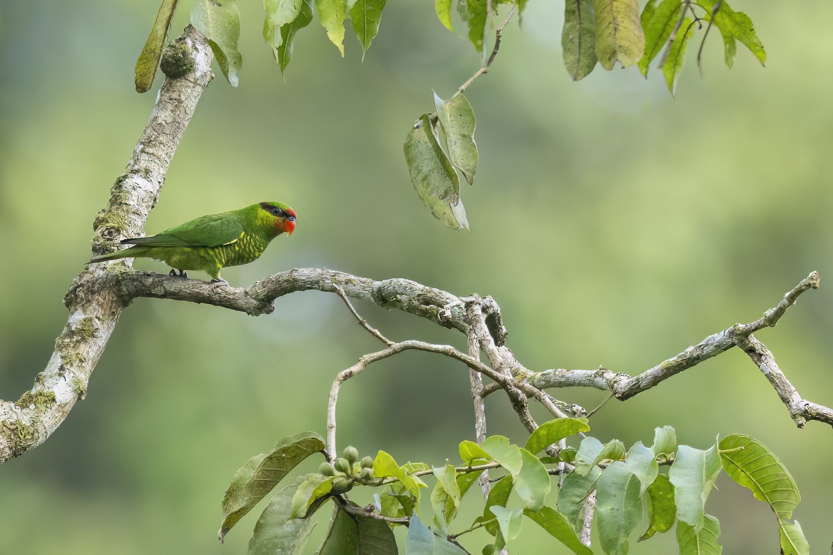 Mindanao Lorikeet - ML636915080