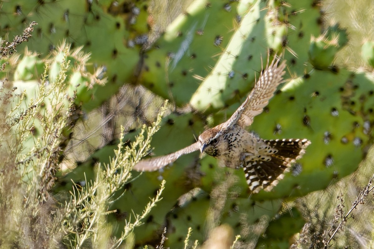 Cactus Wren - ML636915100