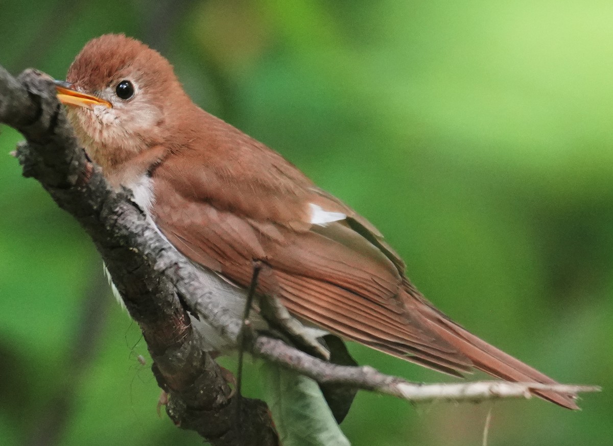 Veery - ML636915302