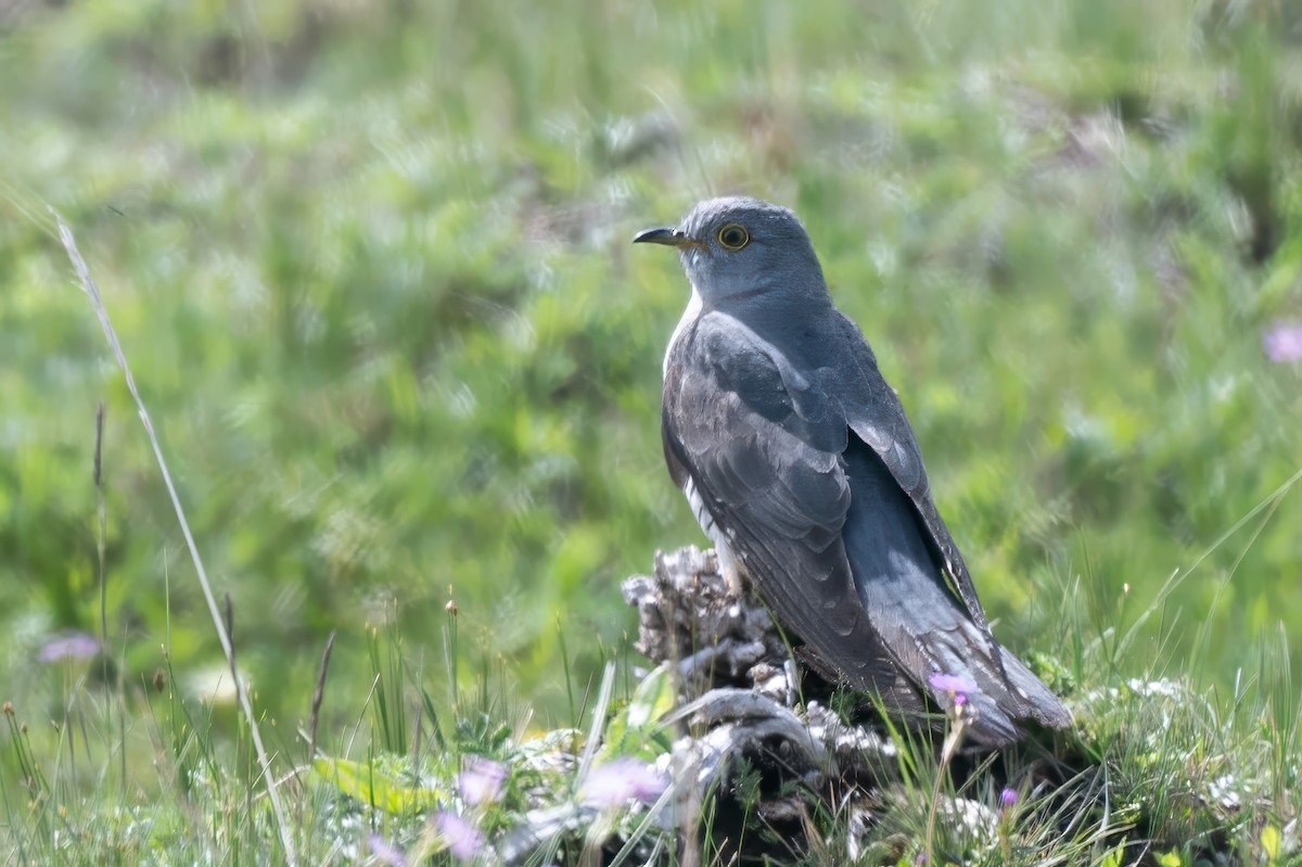 Oriental Cuckoo - ML636915375