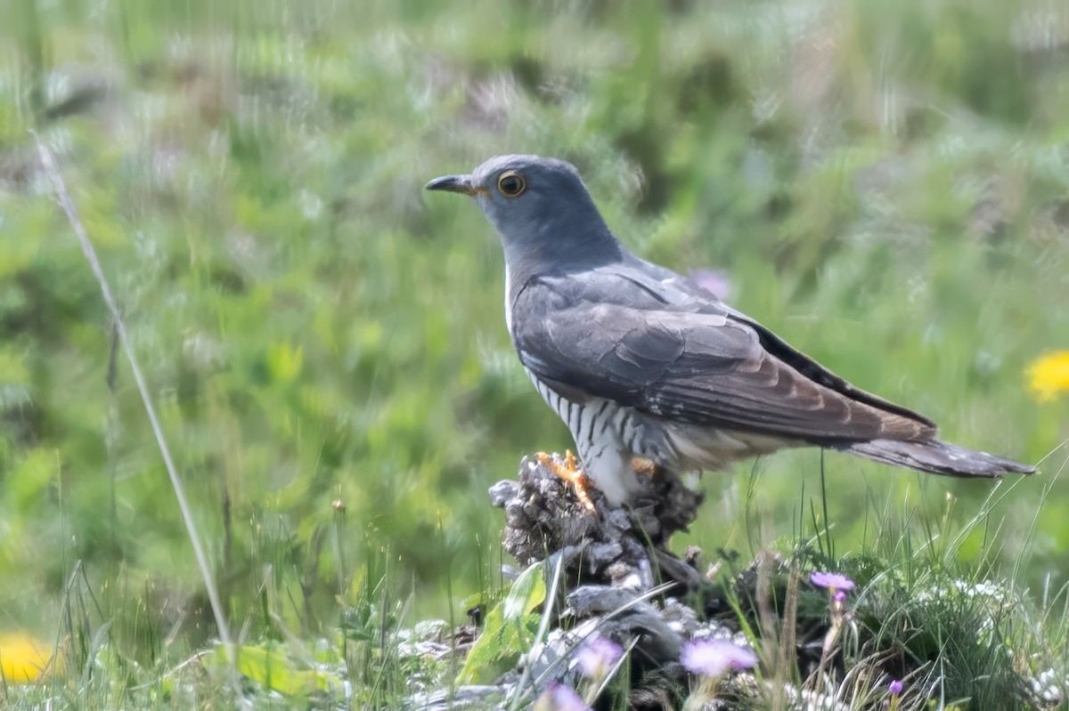 Oriental Cuckoo - ML636915376