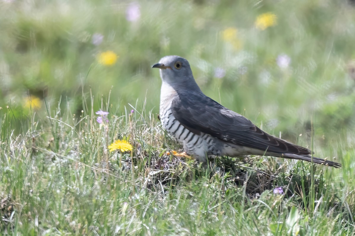 Oriental Cuckoo - ML636915377