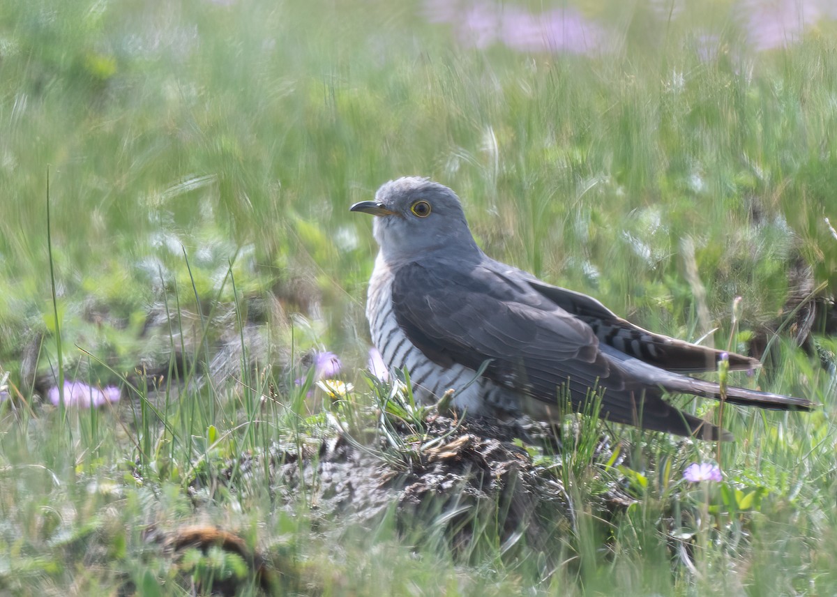 Oriental Cuckoo - ML636915378