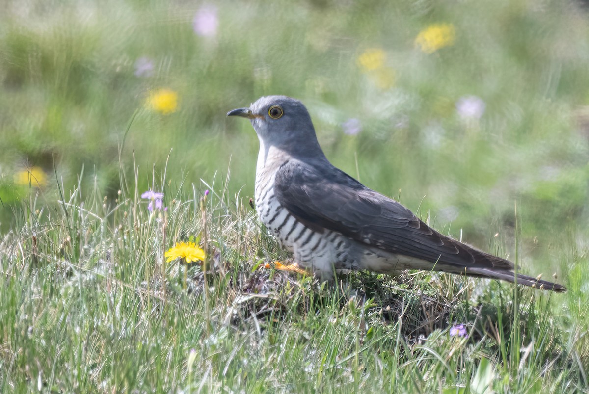 Oriental Cuckoo - ML636915379