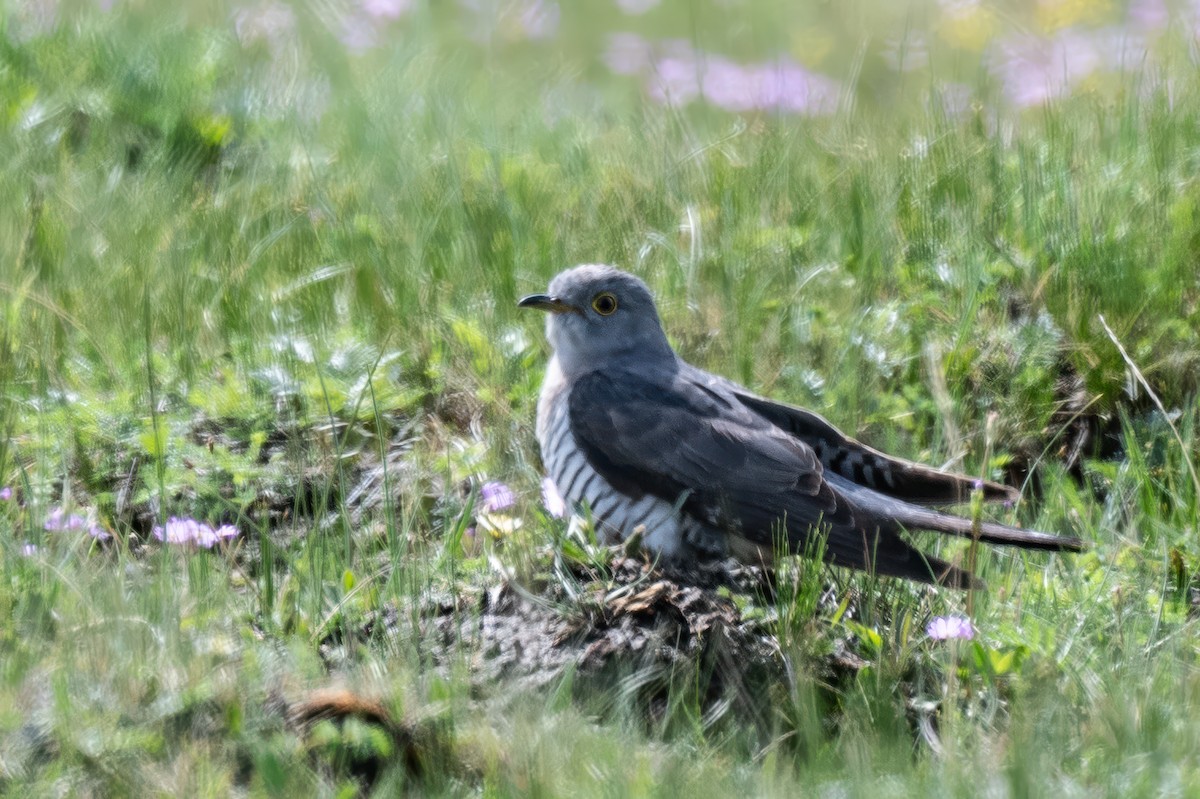 Oriental Cuckoo - ML636915380