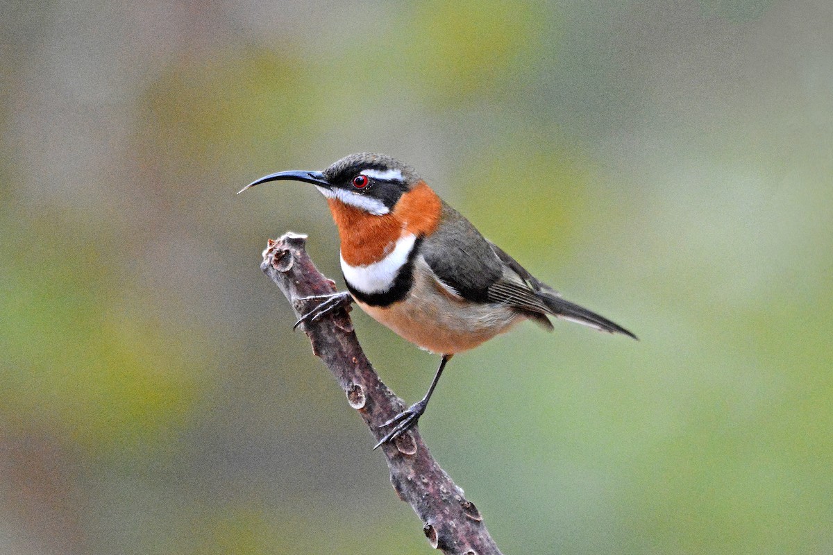 Western Spinebill - ML636915391