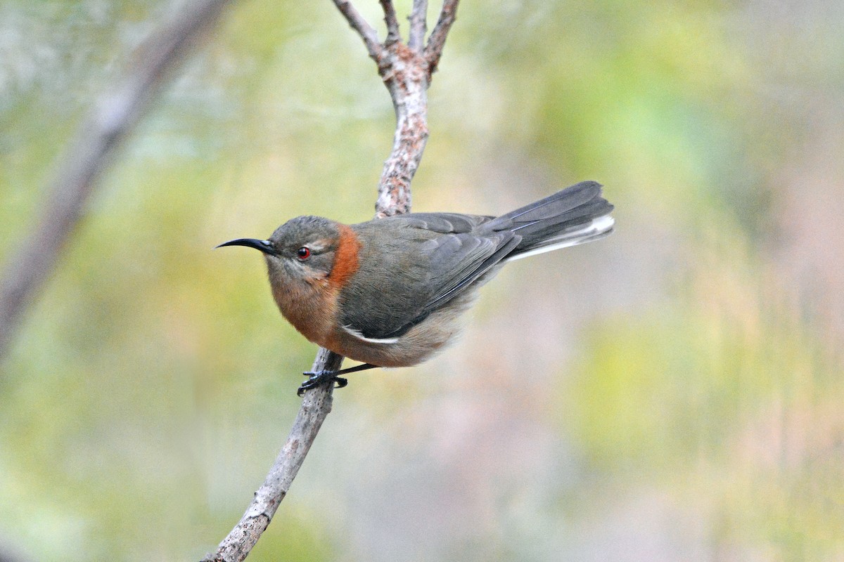 Western Spinebill - ML636915392