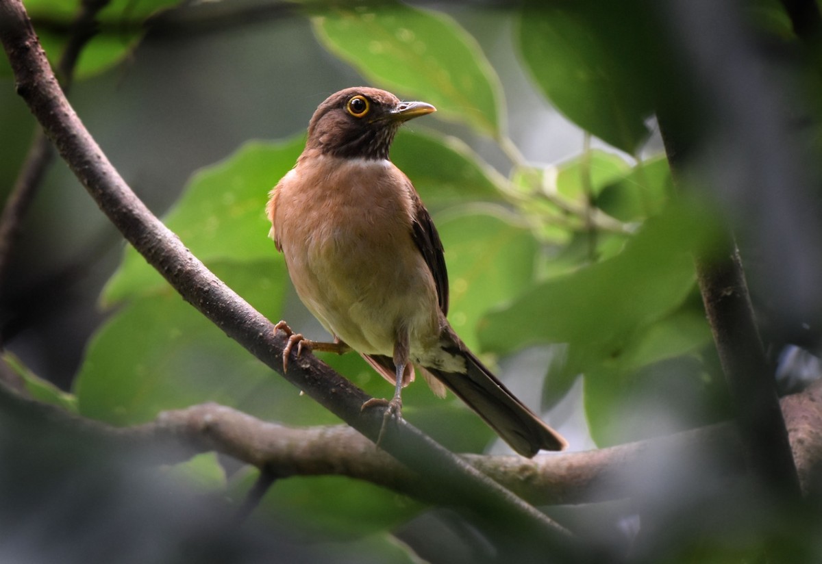 White-throated Thrush - ML636915409