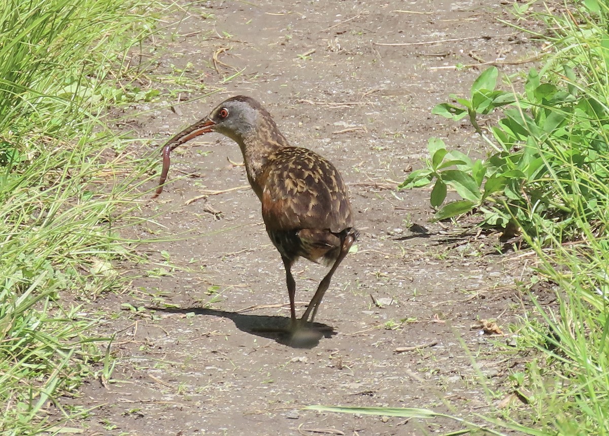 Virginia Rail - ML636915501