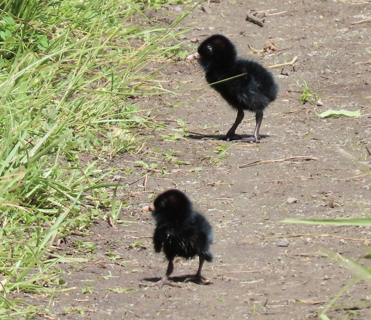 Virginia Rail - ML636915523