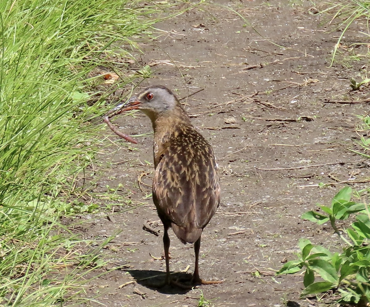 Virginia Rail - ML636915543