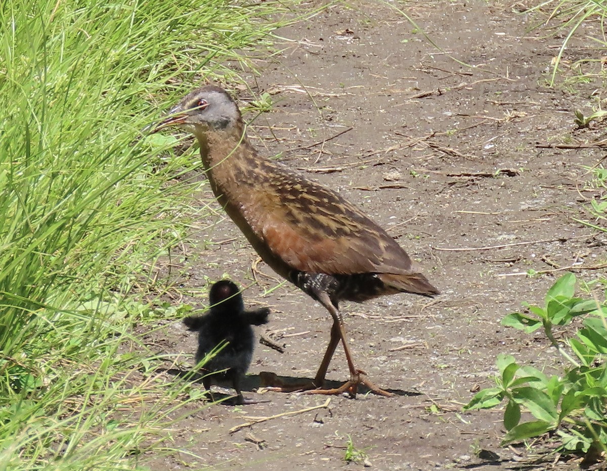 Virginia Rail - ML636915556
