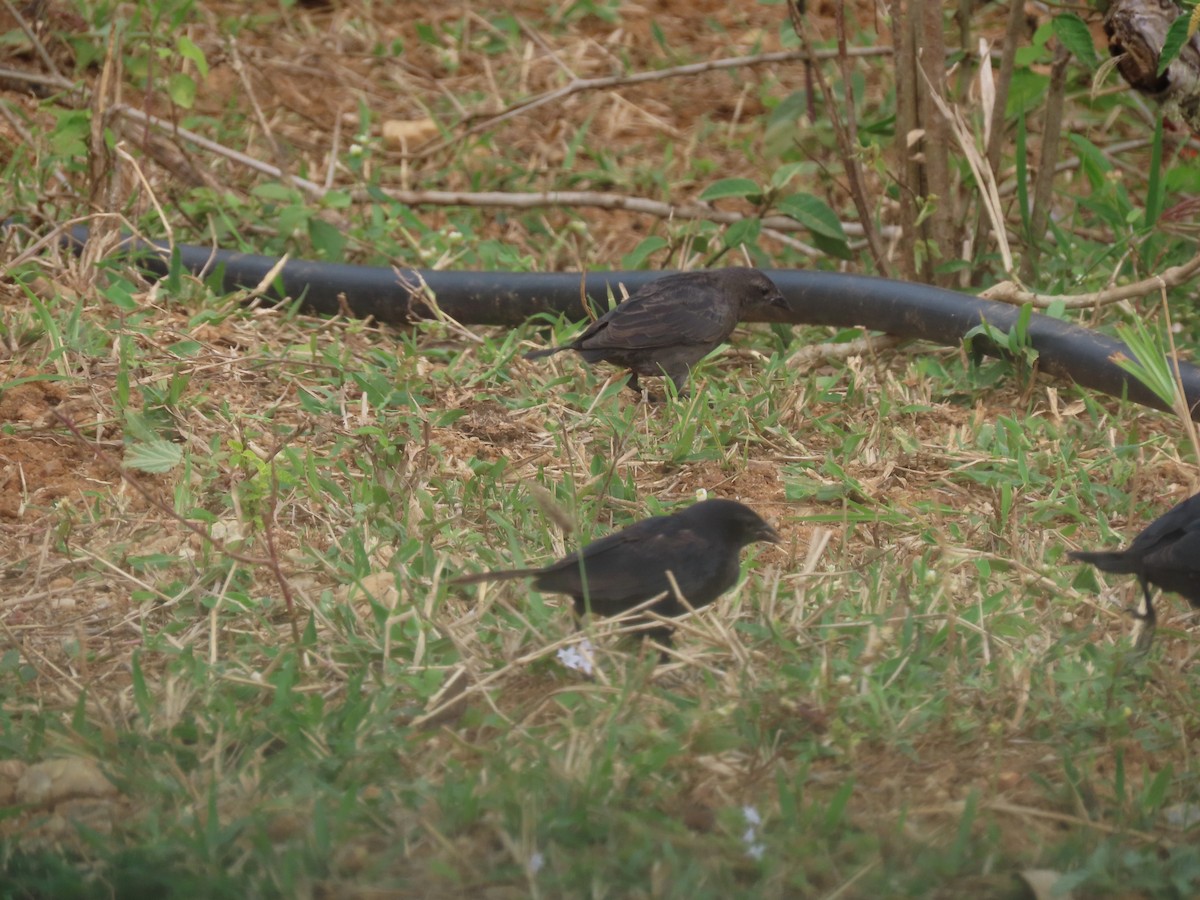 Shiny Cowbird - ML636915638