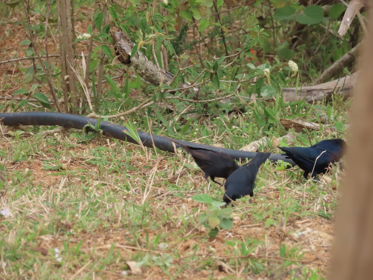 Shiny Cowbird - ML636915639