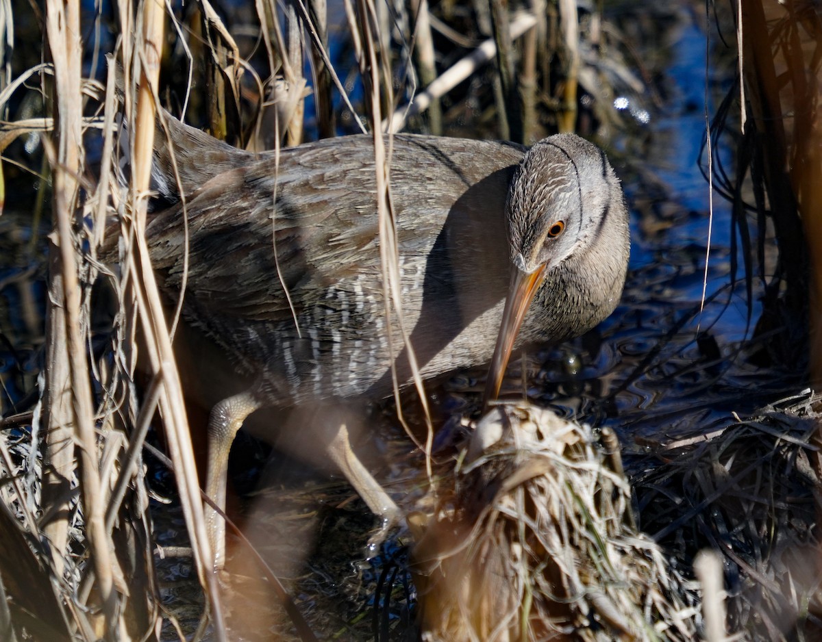 Clapper Rail - ML636915641