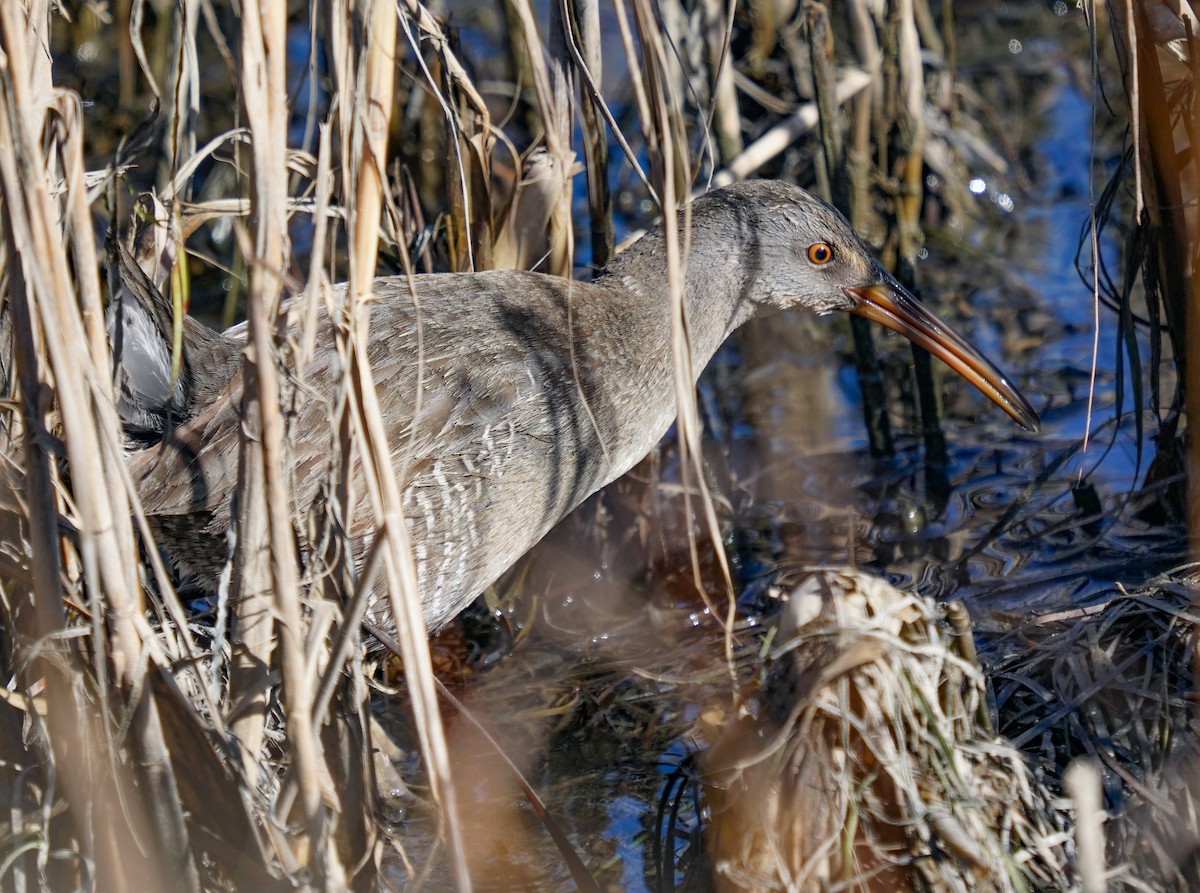 Clapper Rail - ML636915643