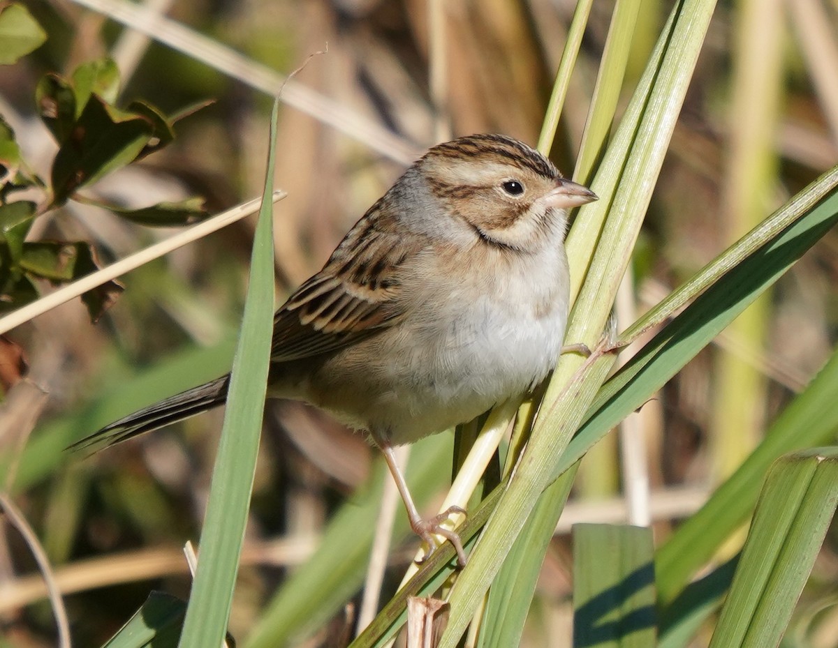 Clay-colored Sparrow - ML636915691
