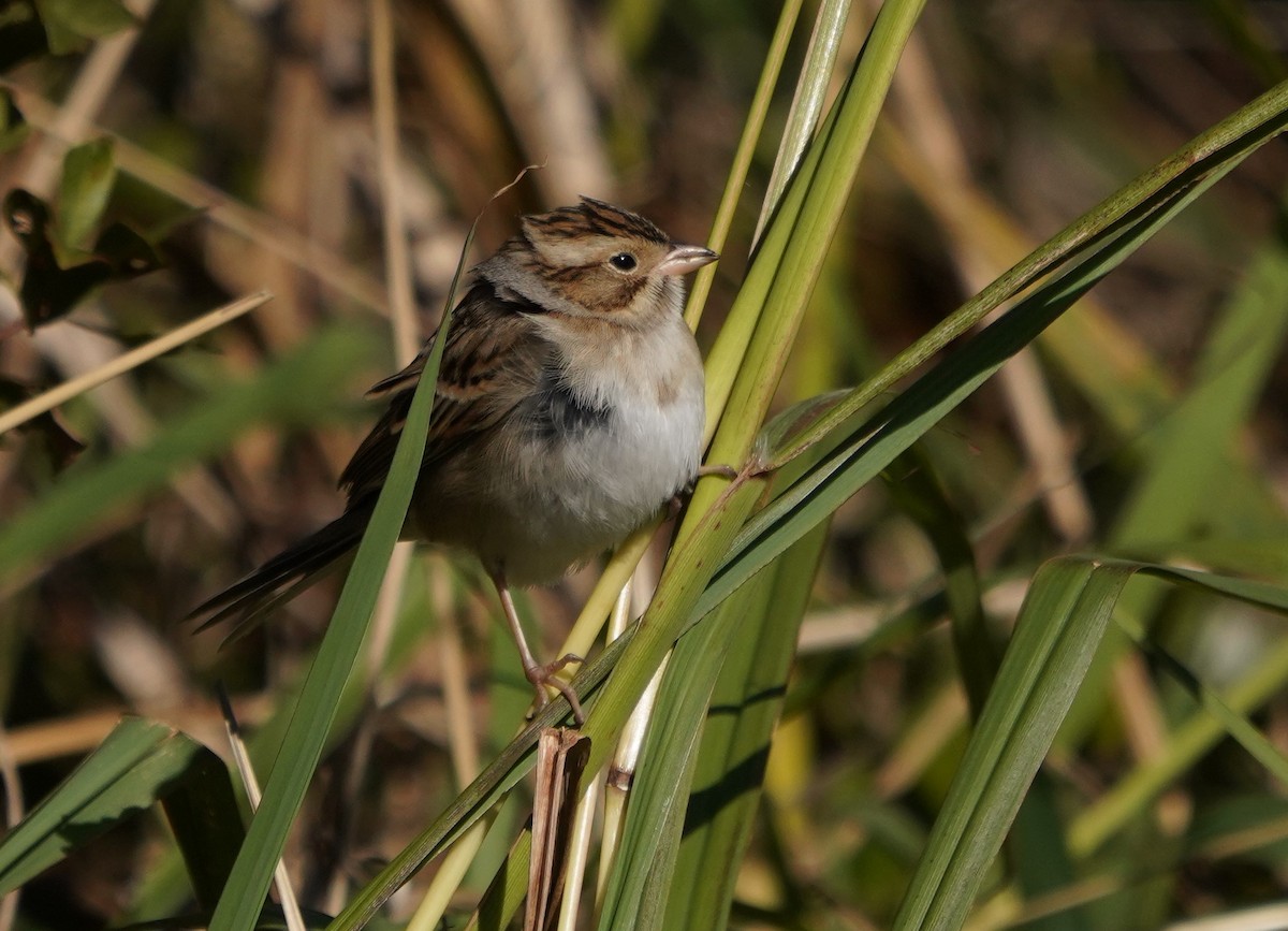 Clay-colored Sparrow - ML636915713