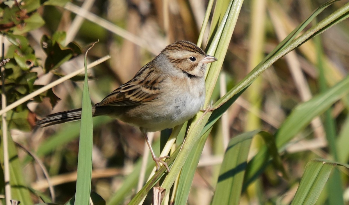 Clay-colored Sparrow - ML636915765