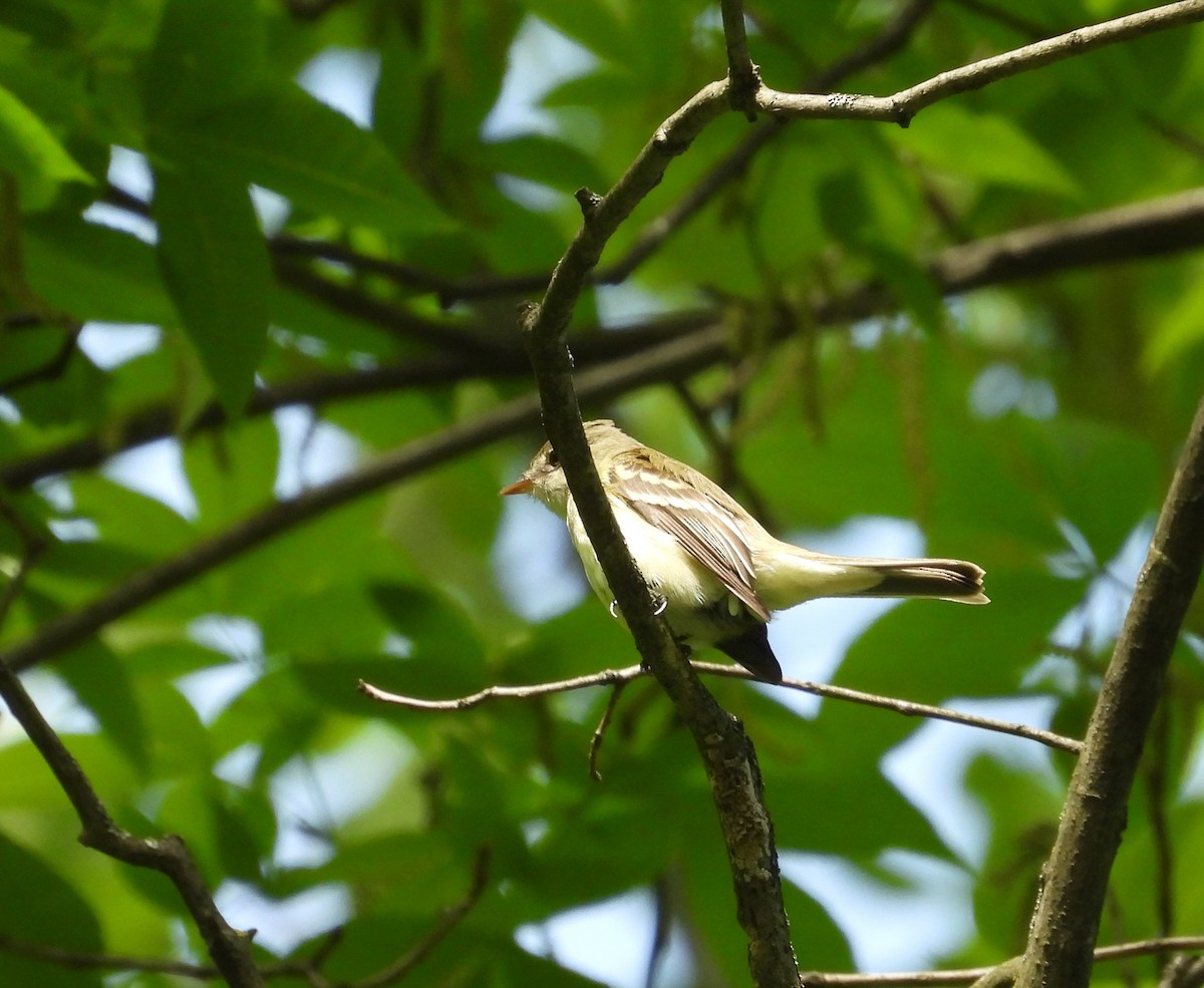 Acadian Flycatcher - ML636915861