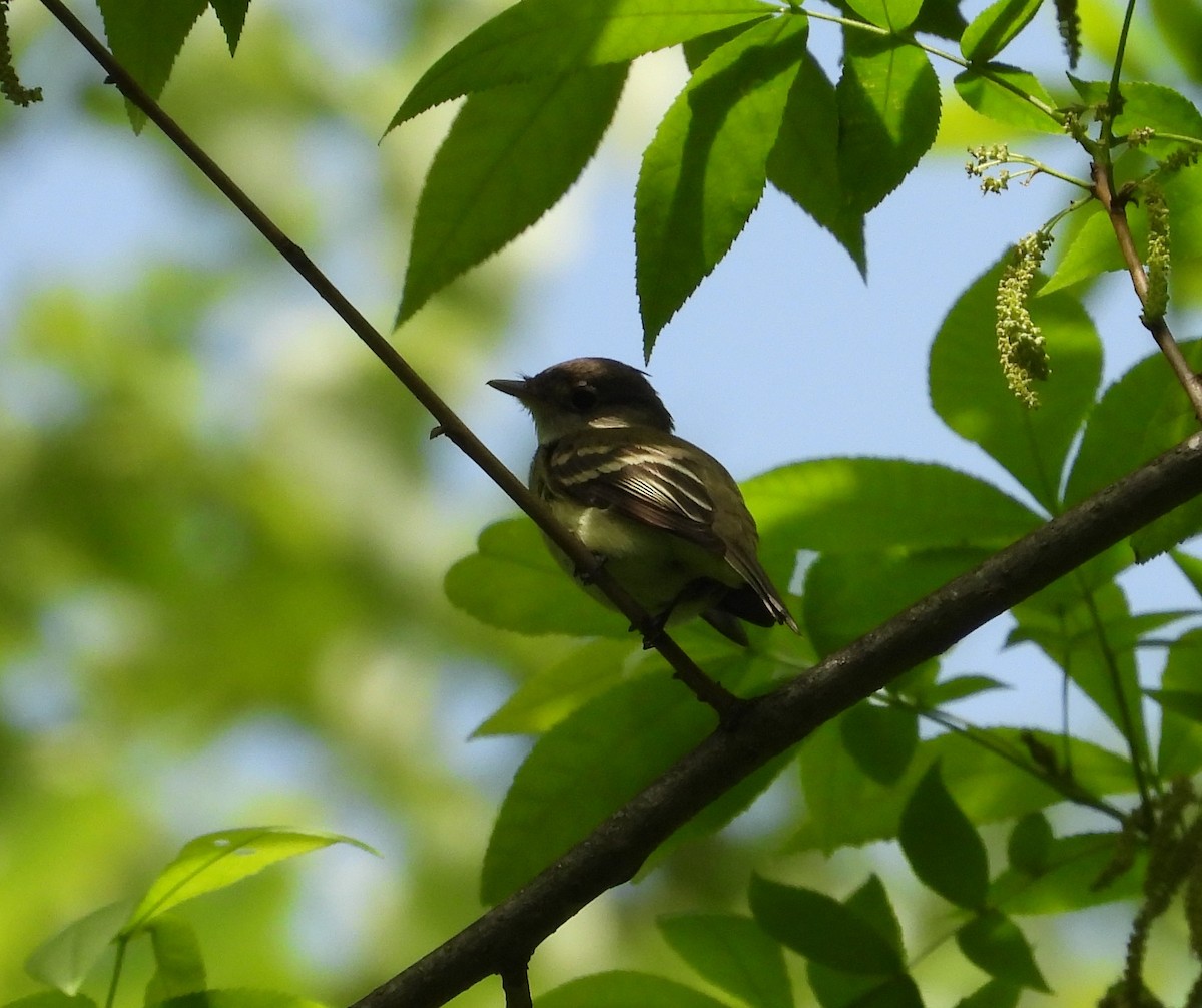 Acadian Flycatcher - ML636915865