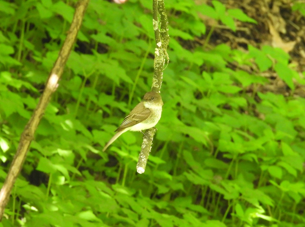 Eastern Phoebe - ML636915872
