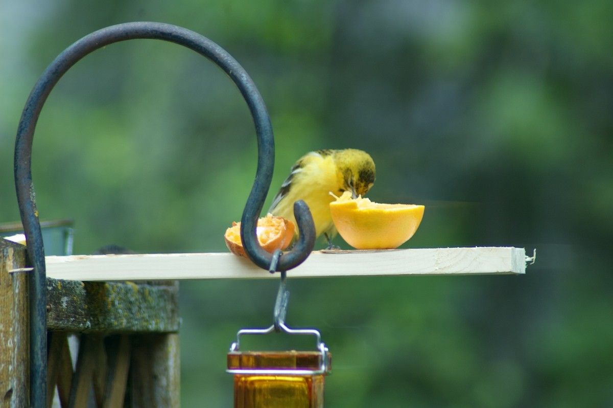Baltimore Oriole - ML636915876