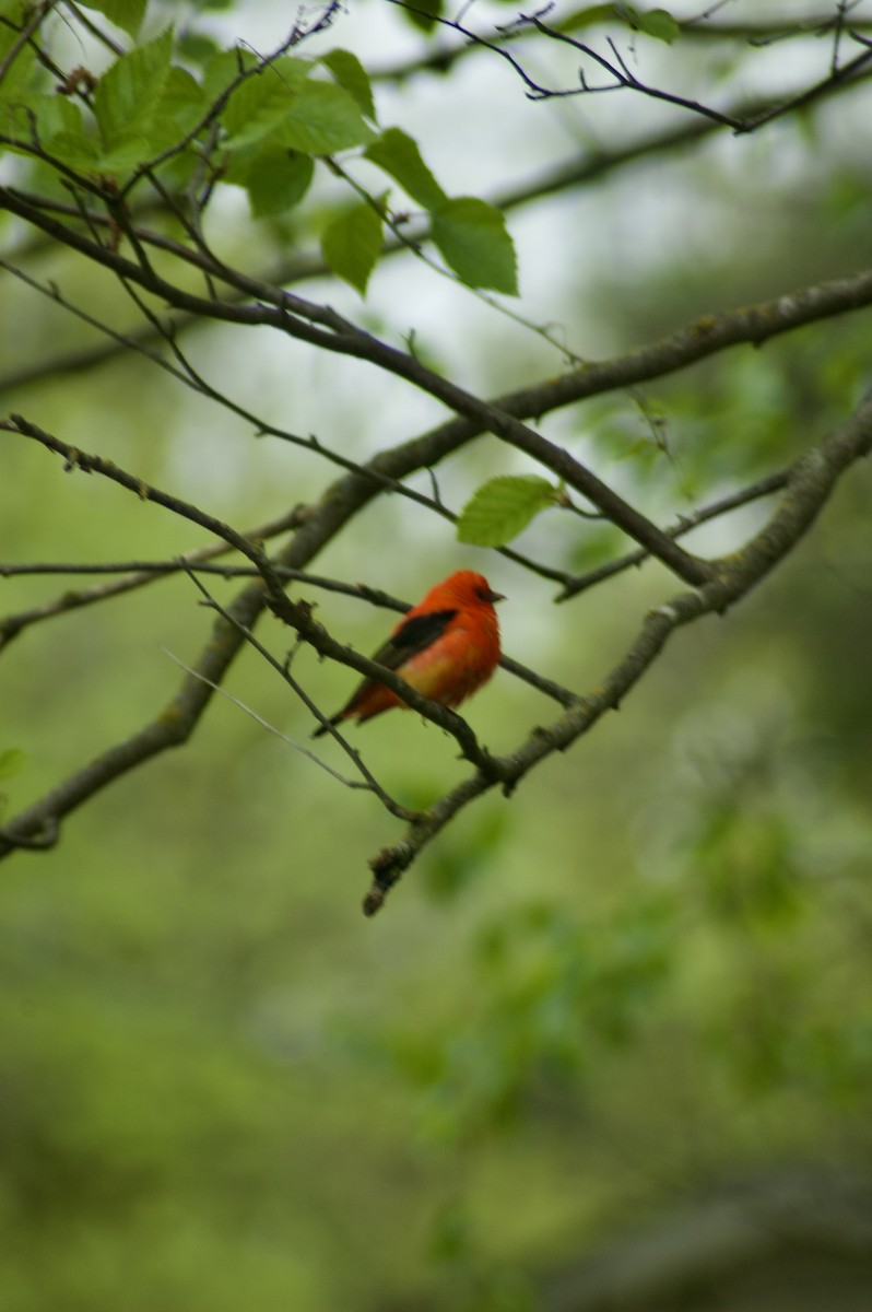 Scarlet Tanager - ML636915894