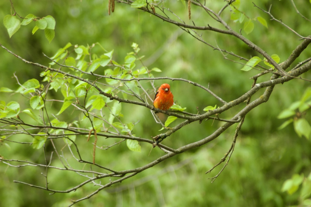 Scarlet Tanager - ML636915901
