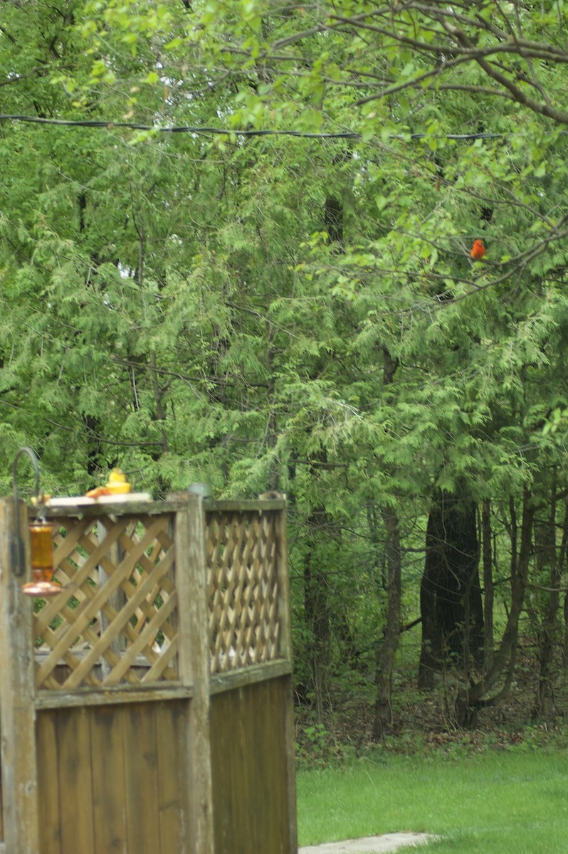 Baltimore Oriole - ML636915908