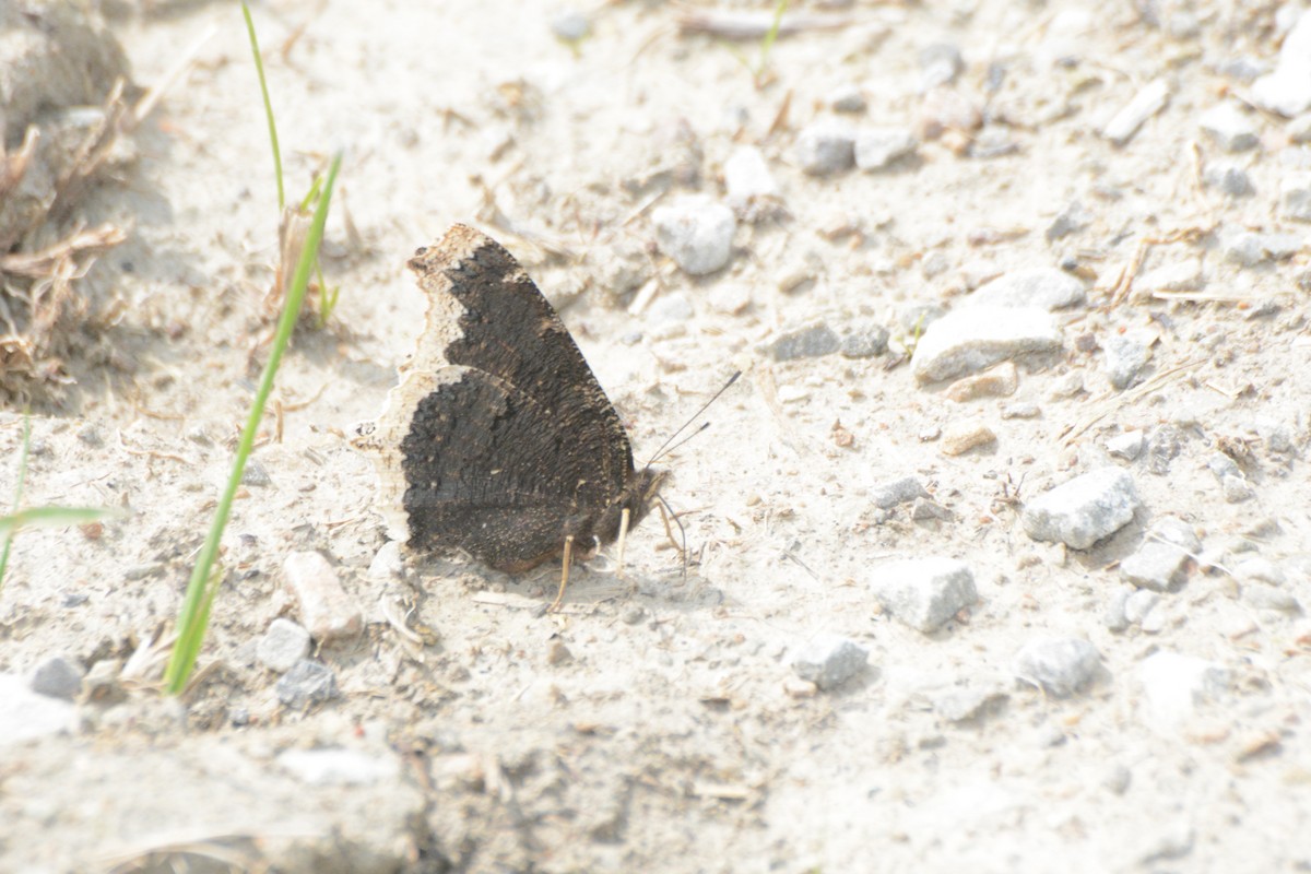 動物界 - ML636916054