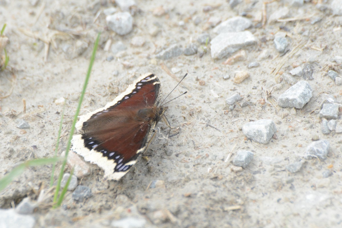 動物界 - ML636916055