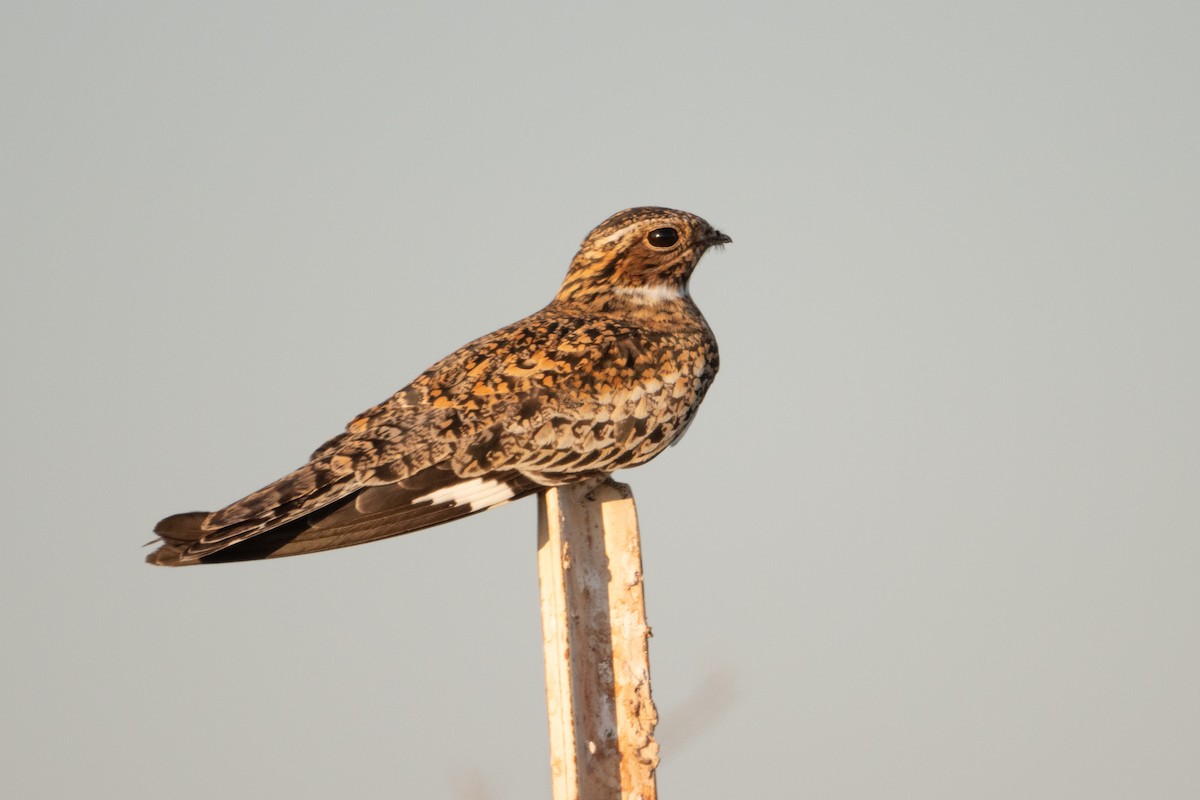 lelek sokolí - ML636916114