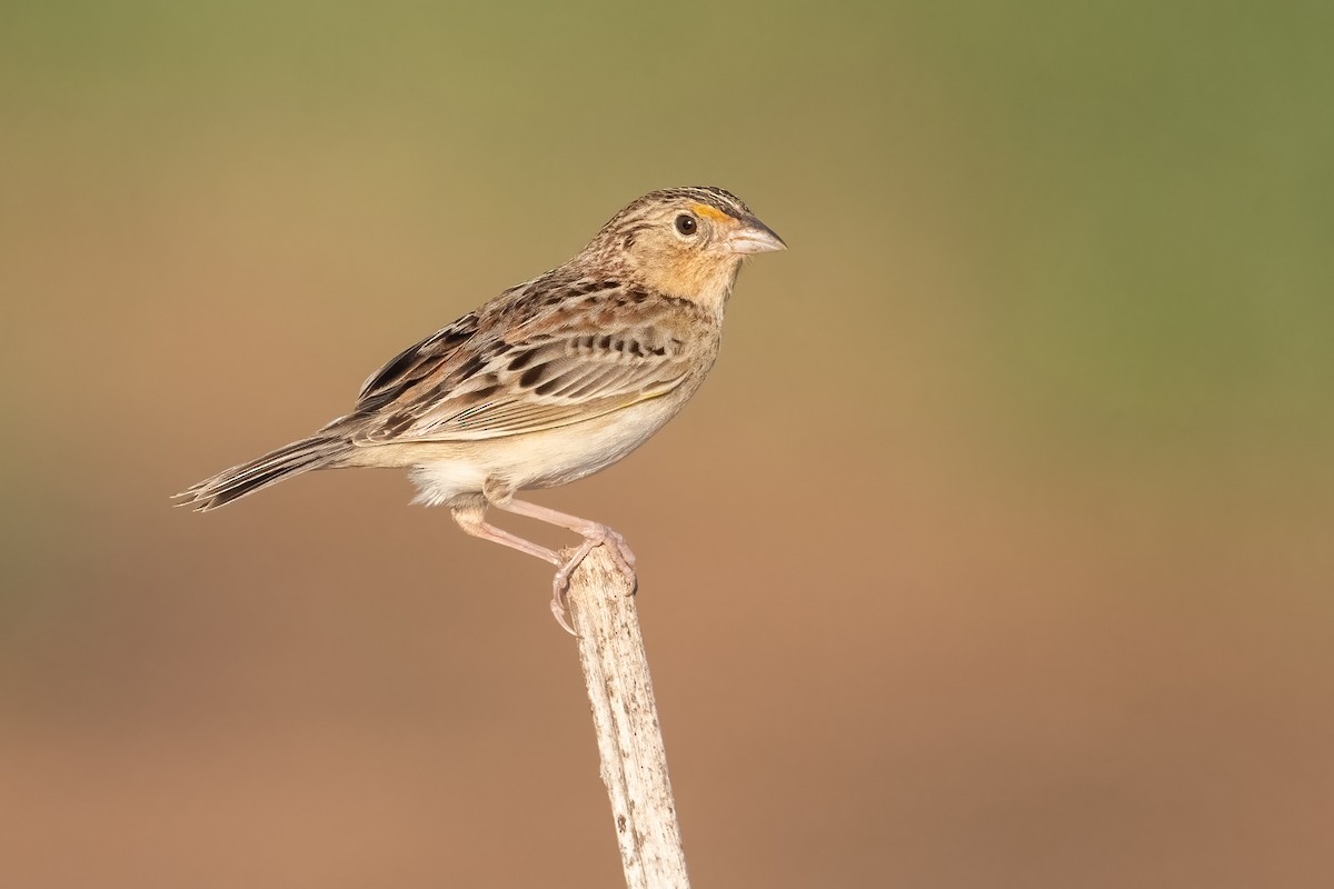 Grasshopper Sparrow - ML636916123