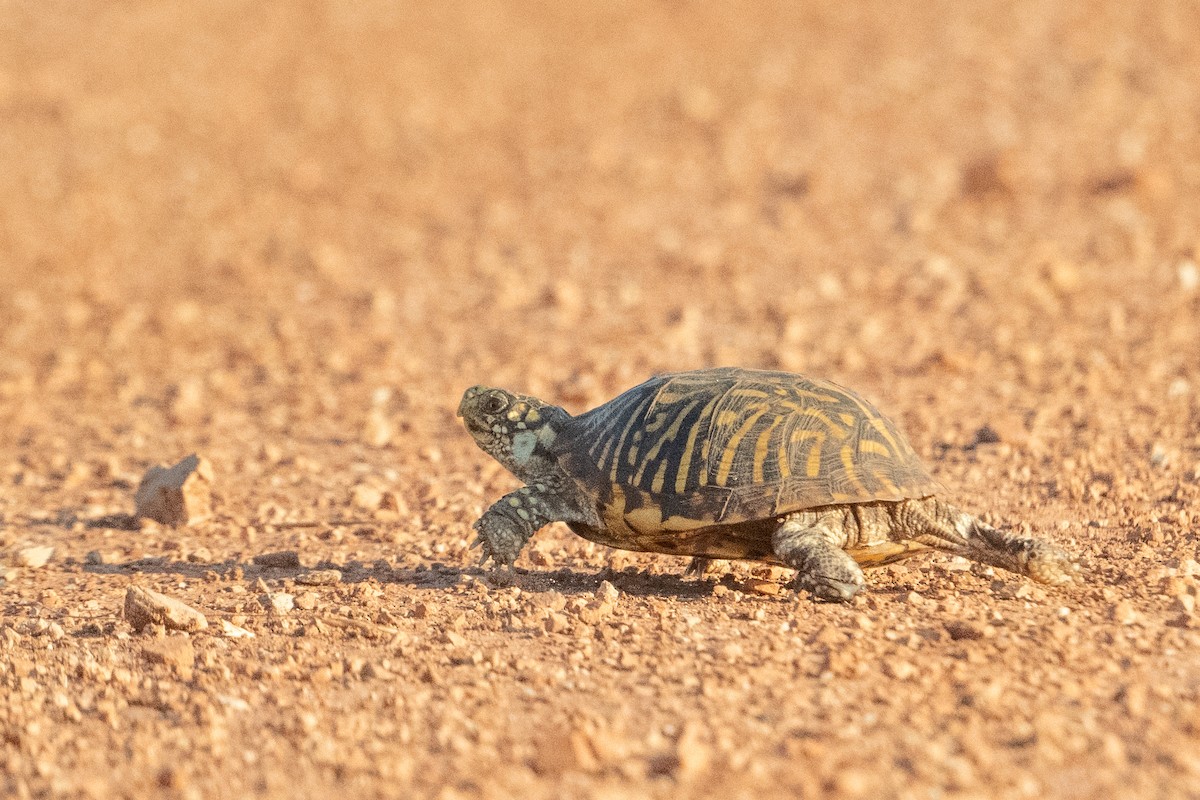 Ornate Box Turtle - ML636916185