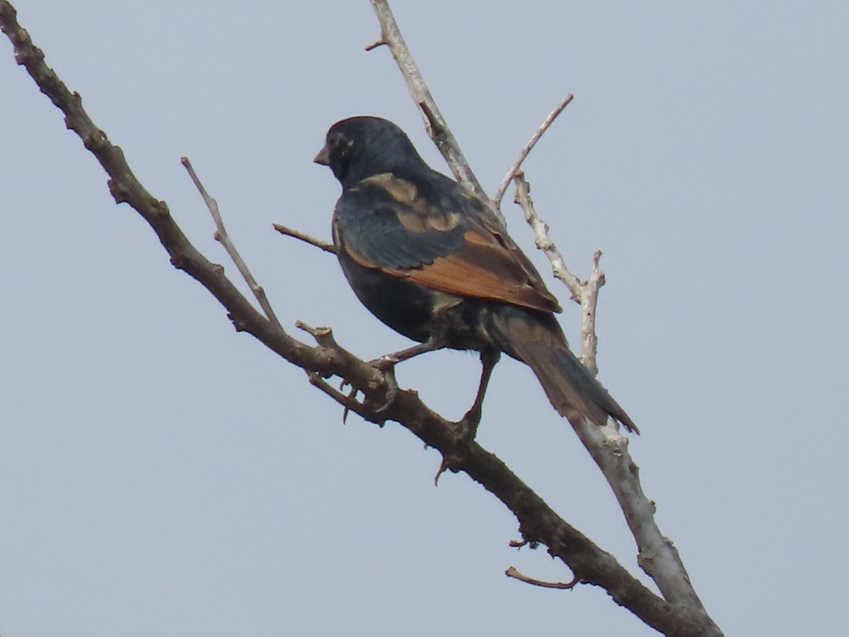 Screaming Cowbird - ML636916215
