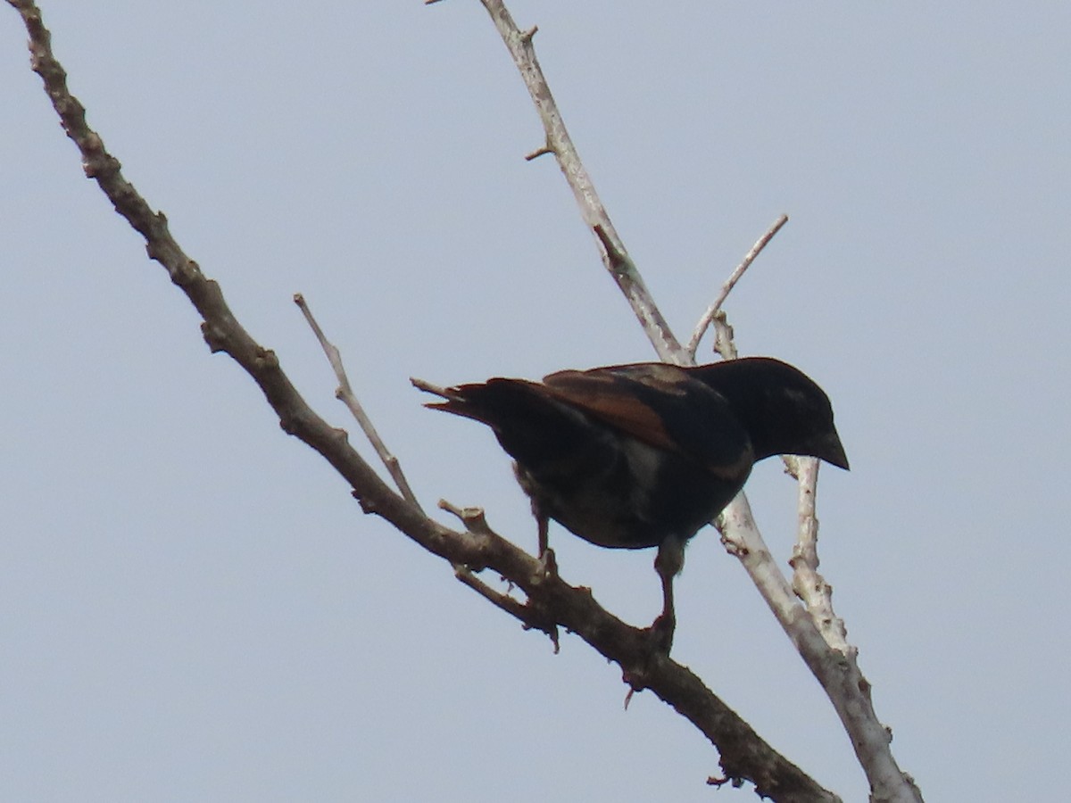 Screaming Cowbird - ML636916216