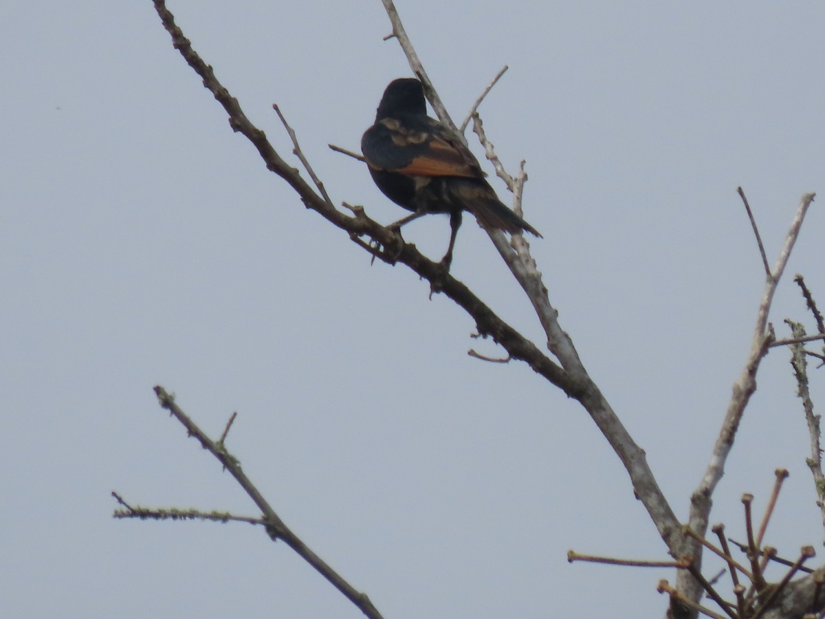 Screaming Cowbird - ML636916218