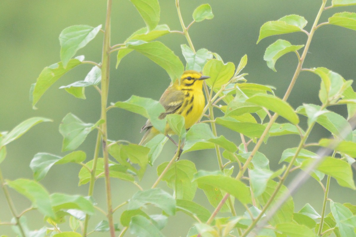 Prairie Warbler - ML636916232