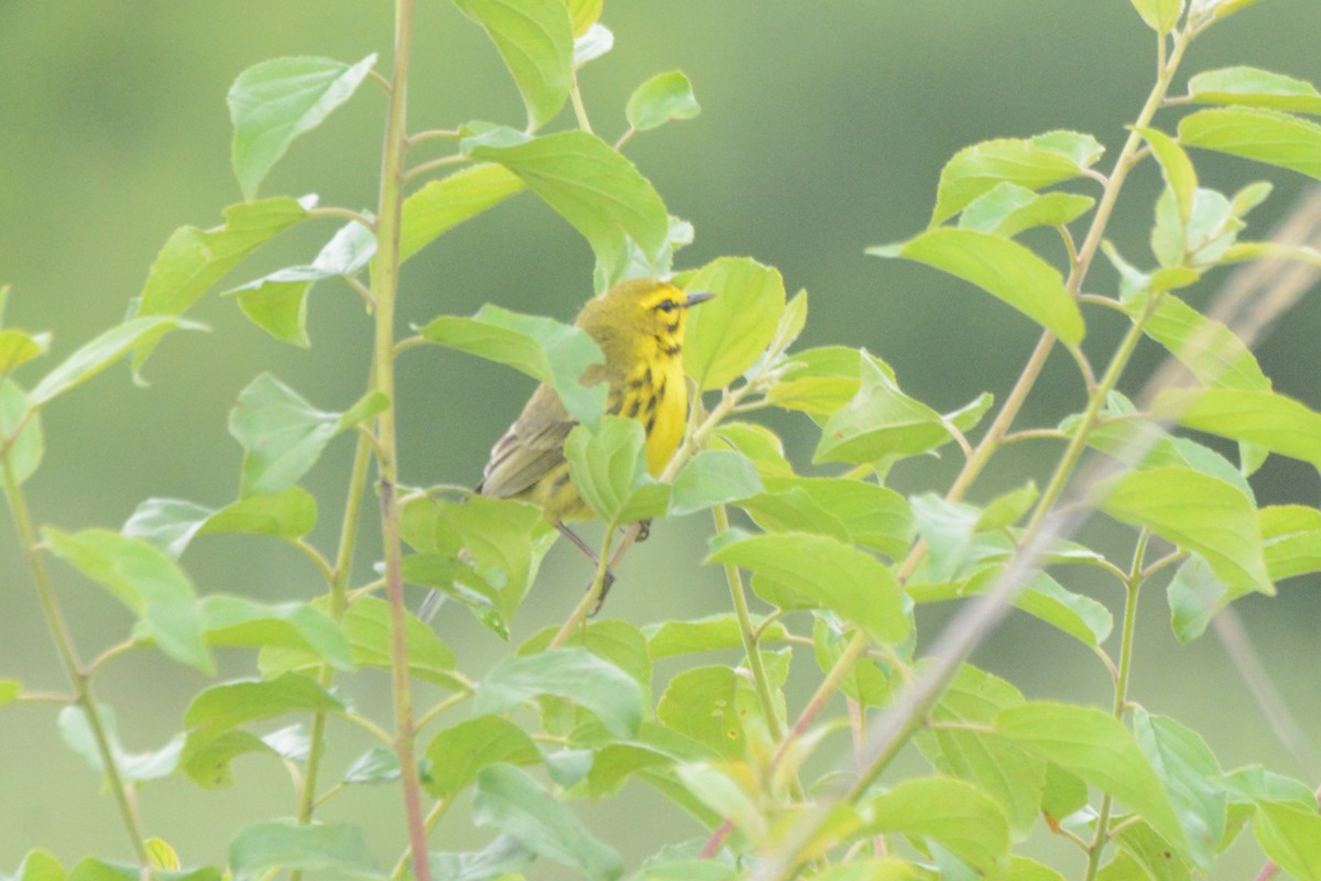 Prairie Warbler - ML636916233