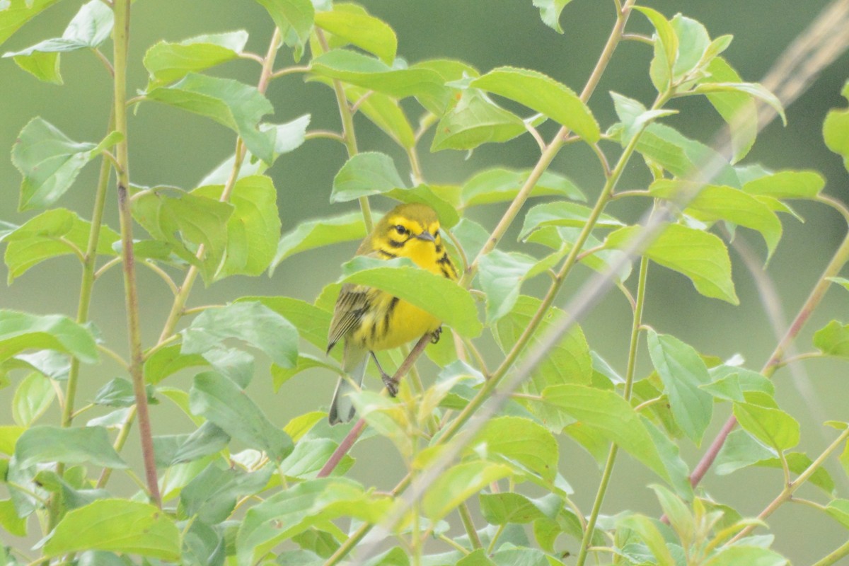 Prairie Warbler - ML636916234