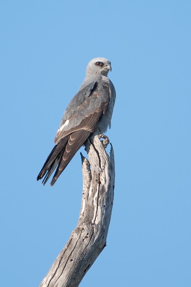 iktinie mississippská - ML636916377