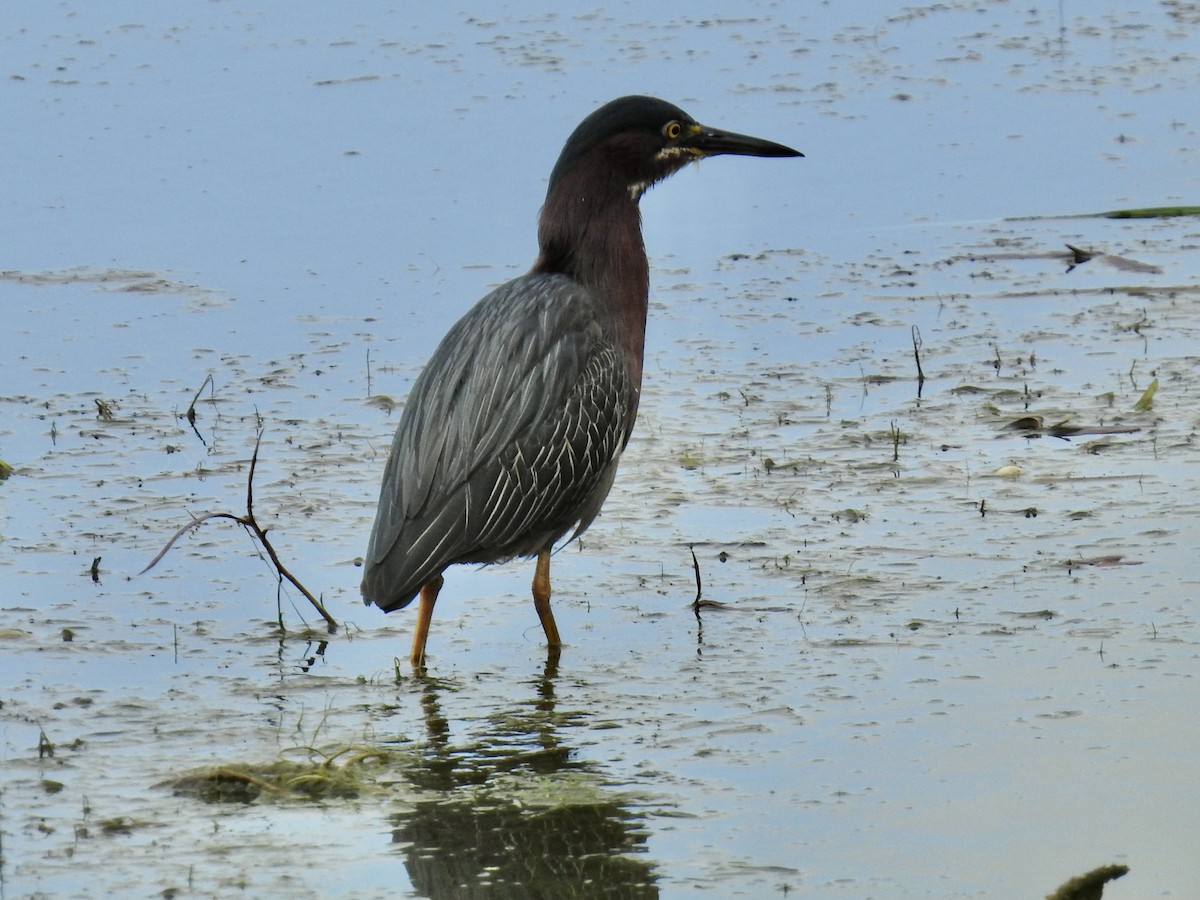 Green Heron - ML636916382